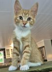 Kattunge röd/vit