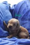 Ljuvliga Labradoodles 