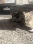 kattunge Ragdoll och Sibiriska