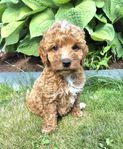 dvärgpudel/perro de aqua espanol "perropoo"