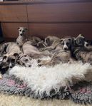 Whippet valpar 