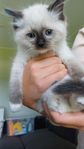 6 ragdoll kattungar