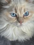 ragdoll 
