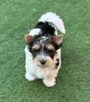 Biewer Terrier valp