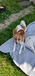 Papillon/Jack Russell 