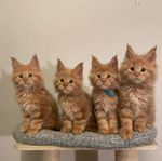 maine coon kattungar