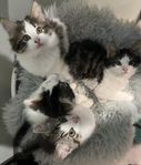 Kattungar 