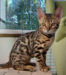 Renrasig bengal med stamtavla 