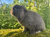 minilop hane och hona
