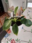 Philodendron White Veins