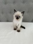 Ragdoll kattungar