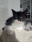 Ragdollmix Kattunge 12 v gammal