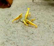 Neocardinia Yellow neon stripe