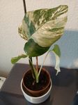 Monstera Variegata