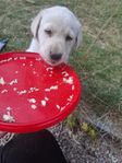 Blandras labrador/schäfer/bc