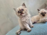 Blåpadda Ragdoll kattunge. Otroligt social busig o gosig