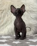 Sphynx kattungar med stamtavla