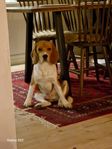 beagle hane 