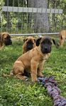 Mastiff valp