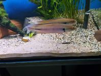 chrencichla 