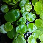 akvarieväxt flytväxt frogbit