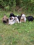 Shihtzu valpar med stamtavla SKK