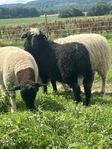 Walliskt svartnos/gotlands bagge