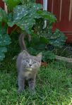 Kattungar leveransklara chippade och vacc. m. första spruta