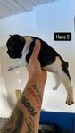 Fransk bulldog 