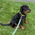 Stilig Rottweiler 