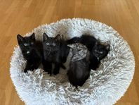 Kattungar 