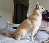 Valpar av Norsk Buhund till salu.