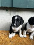 Aussie/BC och springer spaniel valpar 