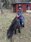 Snäll barnponny