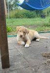 Valp Aussiedore 12 veckor