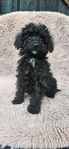 Mini cockerpoo 