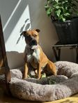 amstaff tik