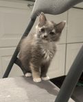 kattunge ragdoll sibirisk 