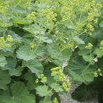 Stora plantor jättedaggkåpor 