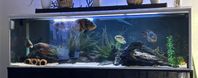 Akvarie inkl allt 