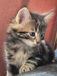 Bengalmix kattungar 