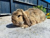 (Via omplaceringshem) pensionärs par