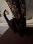 kattungar söker nytt hem