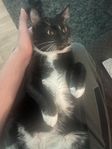 Tuxedo katt