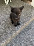 Kattungar, Bondkatt 3 st.