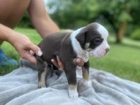 Old English Bulldog 
