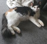 keligaste katten
