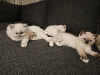 Kattungar