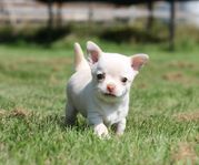 Chihuahua hane skk