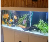 Jwuel vit 450 liter 